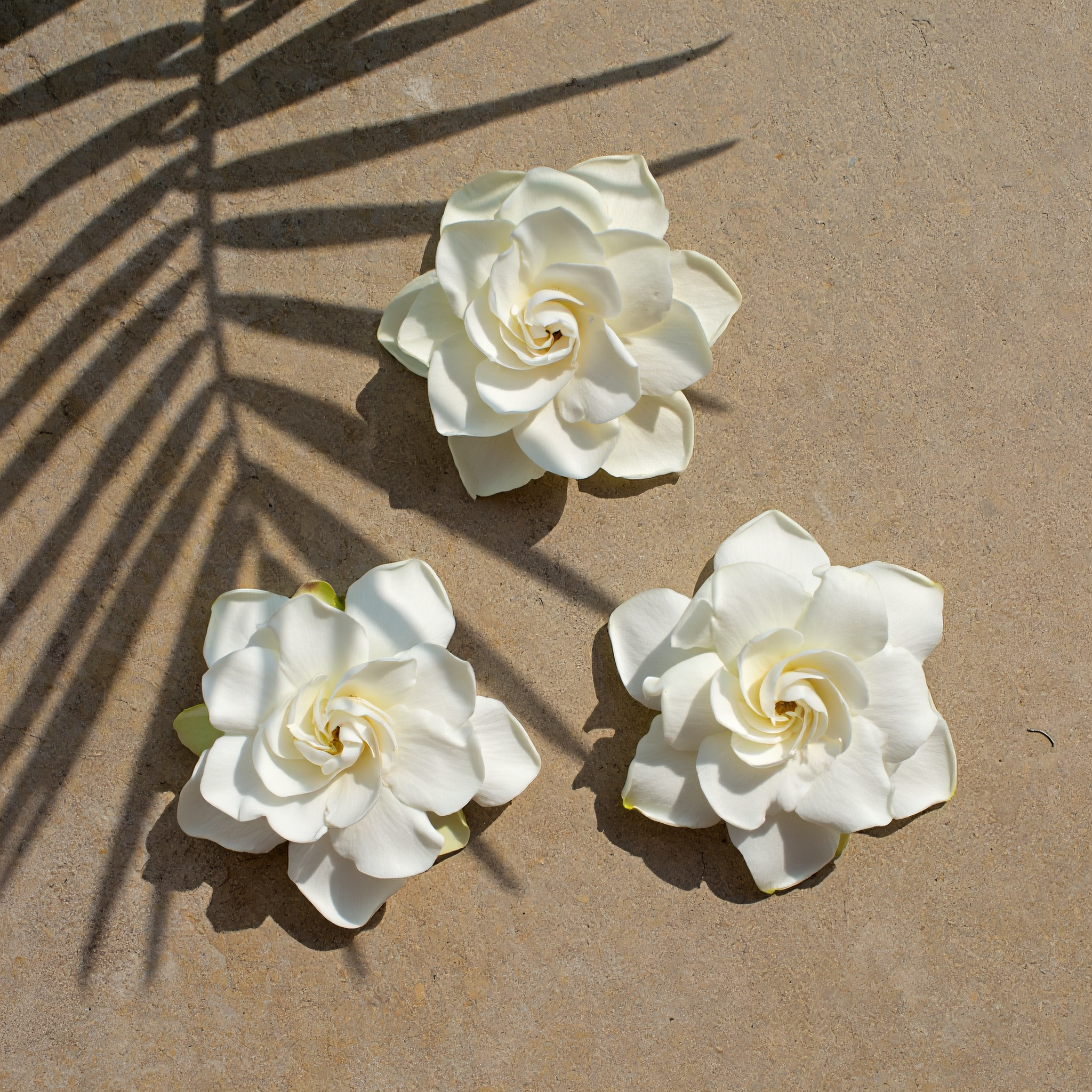 Kiele Gardenia