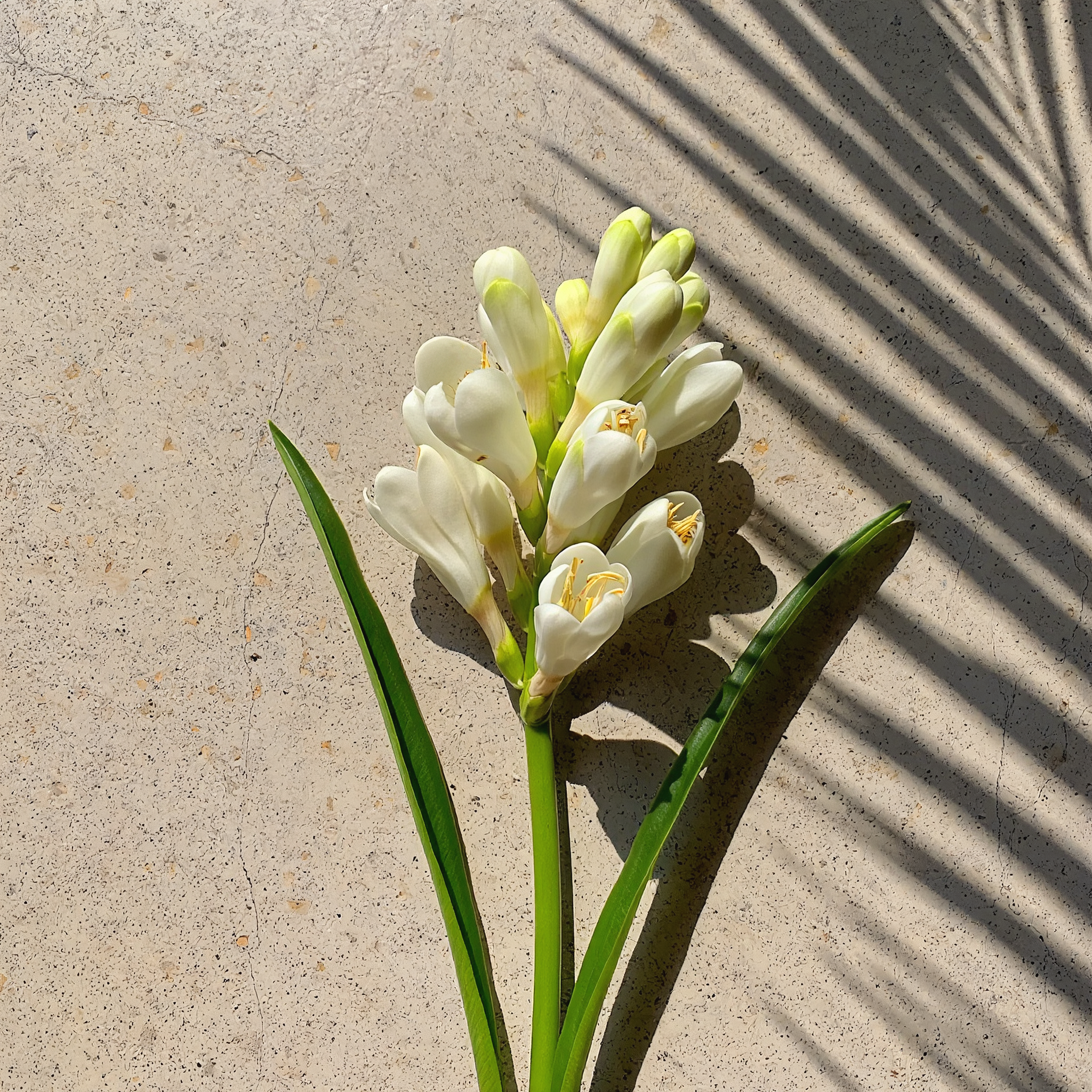 Kupaloke Tuberose