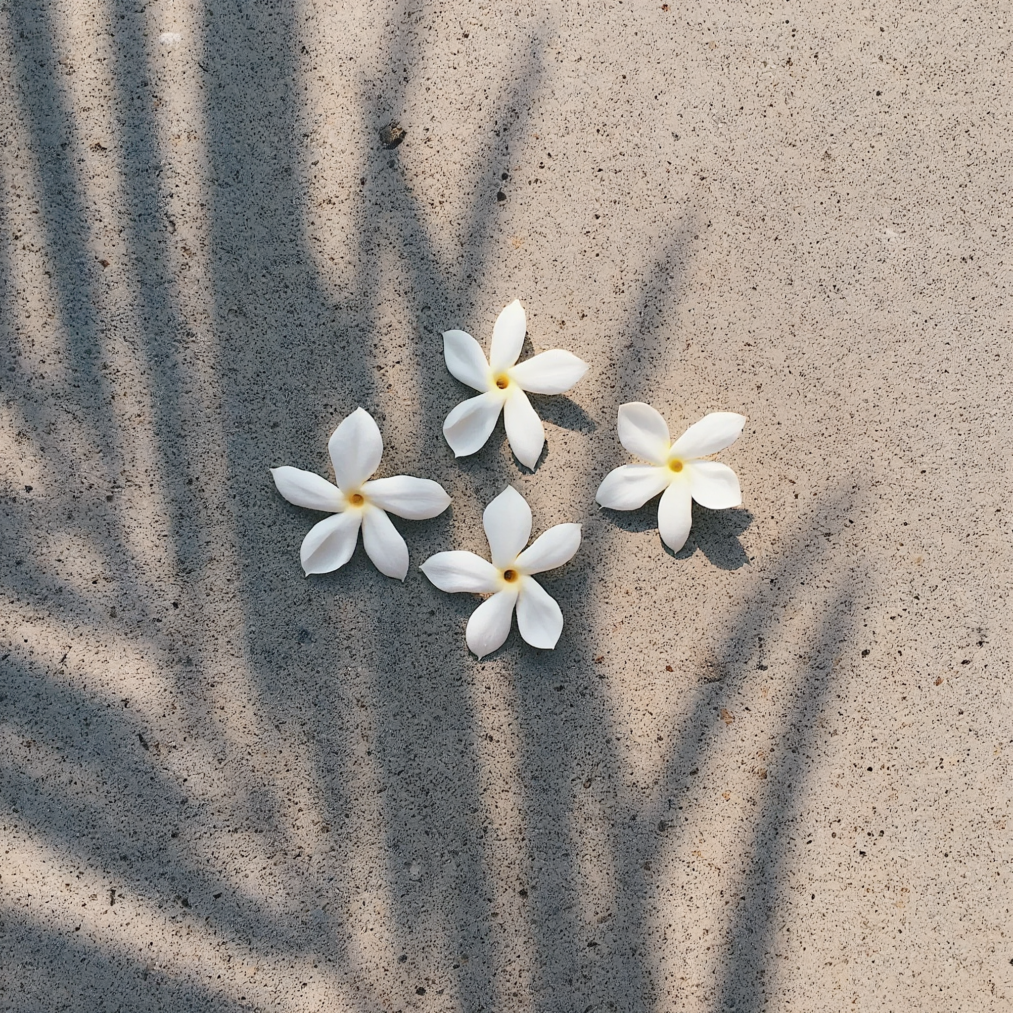 Pikake Jasmine